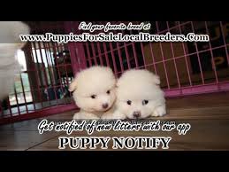 We did not find results for: Craigslist Michigan Puppies For Sale 07 2021