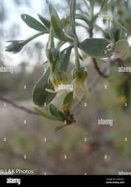 Image result for Diospyros lycioides