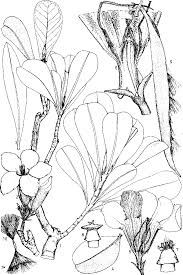 Image result for Diplorhynchus