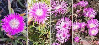 Abbiamo selezionato per te 20 idee di nomi particolari ma semplici, poco usati ma sopratutto bellissimi. Districarsi Nel Labirinto Dei Nomi Comuni Delle Aizoaceae Njnye