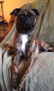Boston Terrier Pug Bugg This Is The Kind Of Dog We Want To Get Boston Terrier Pug Boston Terrier Owner Dog Love