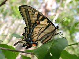 Black And White Striped Caterpillar With Yellow Sides Canadian Tiger Swallowtail Wisconsinbutterflies Org Swallowtail Butterfly Species