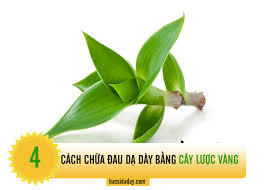 Về hành trình tìm kiếm và nghiên cứu bài thuốc đặc trị bệnh dạ dày, bs tuyết lan chia sẻ: Chá»¯a Bá»‡nh Dáº¡ Day Vá»›i Cac Bai Thuá»'c Tá»« Cay LÆ°á»£c Vang