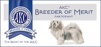 Havanese mix type nonshedding financing. About Us Carita Havanese Havanese Havanese Puppies Chocolate Havanese Red Havanese Virginia And Mid Atlantic