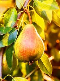 Since varieties of pears have different qualities, having two trees just means you have more flavors and textures to enjoy. Buy Pear Trees Online The Tree Center