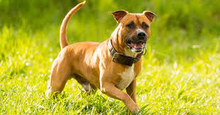 Why Are Pit Bulls Banned In The Uk Metro News