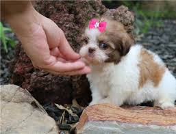 See more of shitzu puppies on facebook. Teacup Shih Tzu Puppies For Sale Near Me Petfinder