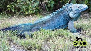 The Cayman Blue Iguanas Are Amazing Creatures Lets Protect Them Caymanblueiguana Ecoridescayman Caymanislands Letsride Cayman Iguana Creatures
