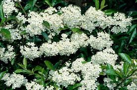 Find the perfect plants with spiky leaves stock photo. Pyracantha Rogersiana Agm Asian Firethorn White Flowering Trees Garden Shrubs Shrubs