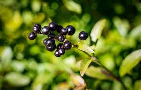 Berries so defined include grapes, currants, and tomatoes, as well as cucumbers, eggplants (aubergines) and bananas, but exclude certain fruits that meet the culinary definition of berries. List Of Types Of Berries Gardening Channel