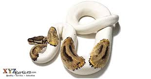 Het to het breeding will result in a 25% chance per egg of hitting on a pied.no guarantees you'll get any, but you may get a few. Finding And Breeding Adult Pied Ball Pythons For Sale By Xyzreptiles