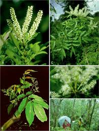 Image result for Cunoniaceae