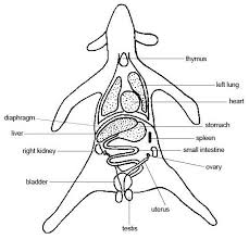 Anatomy And Physiology Of Animals Body Organisation