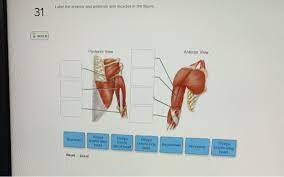 The muscle of the arm is divided by a fascial layer separating the muscles into two osteofascial compartments: Solved Label The Anterior And Posterior Arm Muscles In Te Chegg Com