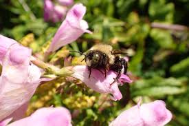 Read on to learn how you can reliably keep bees away from your patio deck. What Keeps Carpenter Bees Away 8 Ways To Repel Carpenter Bees