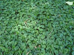 It is occasionally known as kidney weed in australia and as mercury bay weed in new zealand. Seeds Dichondra Repens Brycus