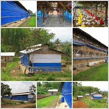 2 ekor itik perlu kandang 1 meter persegi. Konsultasi Teknis Apa Boleh Kandang Ayam Pedaging Dekat Dengan Kandang Ayam Petelur