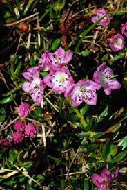 Image result for Laurembergia