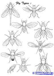 How To Draw Flies Step By Step Bugs Animals Free Online Drawings Insect Art Bug Art