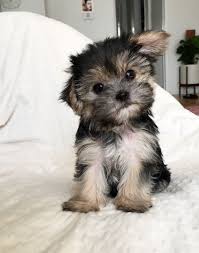 Welcome to greenfield puppies' morkie page! Morkie Puppies For Sale Guide At Puppies Api Ufc Com