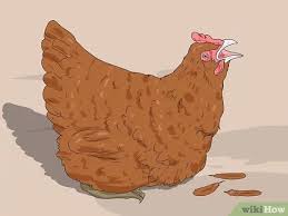 Ayam bertelur menggambar dan mewarnai ayam 590 600 download klik. Cara Menghipnotis Ayam 10 Langkah Dengan Gambar Wikihow