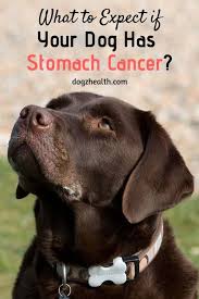 Other signs and symptoms of stomach cancer in children include nausea, vomiting, constipation. Dog Stomach Cancer Symptoms Causes And Treatment Explained