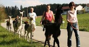 Apart from uploading, a picture can be converted to text by inserting the url of the pic into the url box. Help Our Family Farm With Different Animals Like Lama Camel Sheep And Many More In Bavaria Germany