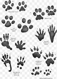 The size of this paw looks very realistic, as well as the outline of it. Animal Paw Prints Illustration Animal Track Squirrel Tracking Footprint Hunting Guinea Pig Animals Paw Png Pngegg