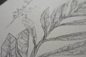 Image result for Pechuel-Loeschea leubnitziae