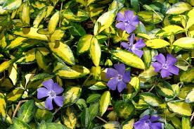 Vinca minor contains naturally occurring periwinkle can be grown from seed, but it grows slowly. Vinca Minor Illumination Lesser Periwinkle