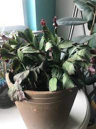 Can someone help me with my dying cactus? Ask A Question Forum Wilting Christmas Cactus Garden Org