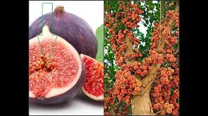 Watch short videos about #buah_tin on tiktok. Budidaya Buah Tin Yang Baik Benar Besar Dan Banyak Youtube