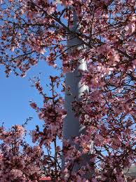 Widely used, well known, and reliable; Best Cherry Blossom Spots In Raleigh