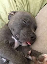 He Likes To Sleep With His Tongue Out Cute Baby Animals Baby Animals Cute Animals