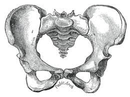 Ct body (lymph nodes) ct. Figure Female Pelvis Contributed By Gray S Anatomy Plates Statpearls Ncbi Bookshelf