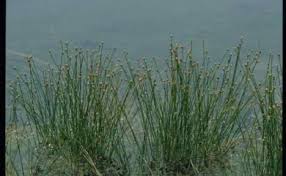 Image result for Eleocharis atropurpurea
