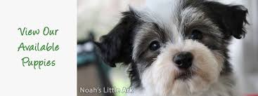 One white & brown registered akc already. Havanese Puppies For Sale In Ohio Petfinder