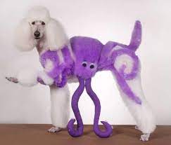 يمكننا تخيل تبرج النساء ولكن تبرج الكلاب Dog Haircuts Poodle Haircut Dog Grooming