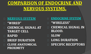 Endocrine And Homeostasis Physio Scientist Cindy