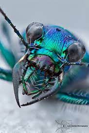 Tiger Beetle Cicindela Sp Beautiful Bugs Bugs And Insects Cool Insects