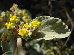 Image result for Waltheria