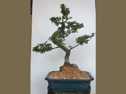 The chinese elm (ulmus parvifolia), also known as the lacebark elm is among most readily available and most forgiving bonsai trees to work with, making it a great choice for beginners. Repotting Root Pruning A Chinese Elm Expressions Of Grace Bonsai