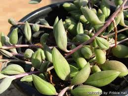 Image result for Senecio