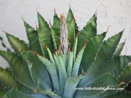 Is a mysterious weed with tall thick stalk invading your yard or garden? Uh Oh My Agave S Blooming