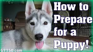 Taking Care Of A New Husky Puppy Store, 50% Off | Www.lebienvieillir.com