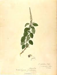 Image result for Ocimum angustifolium