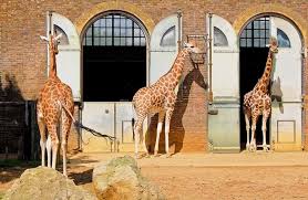 You play a crucial role in the success of the houston zoo's education and animal care programs, global field projects, and local conservation initiatives through your donations. The Best Zsl London Zoo Tours Tickets 2021 Viator