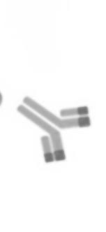 Ein zehntel der im plasma vorkommenden immunglobuline aus. Https Www Biovis Eu Wp Content Uploads Biovis Leaky Gut 2018 De Pdf