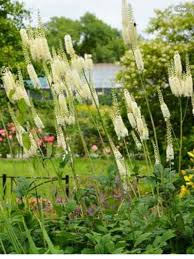 Image result for Faurea racemosa