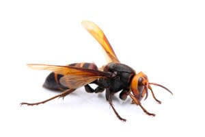 Destruction nid de Frelons asiatiques Sarthe | DKM Experts